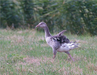deze juveniele grauwe gans liep zo druk te grazen dat m'n stapvoets naderende auto pas laat in de gaten kreeg en er met de snavel vol gras er vandoor ging. Vond de aktie wel leuk.