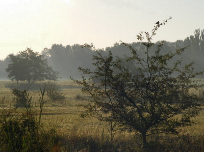 The shrike is sitting on the top of bush and waiting for her prey in the rising sun near to the Lake Harka.