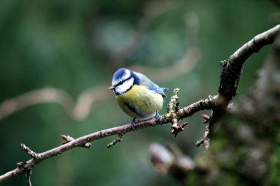 Bij ons in de tuin een voederplek gemaakt en mezelf tussen de coniveren verscholen. de vogeltjes gingen eerst in dit boompje zitten en dan naar het voer.