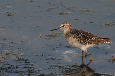 The autumn migration has started and young Wood sandpipers can be seen almost everywhere.