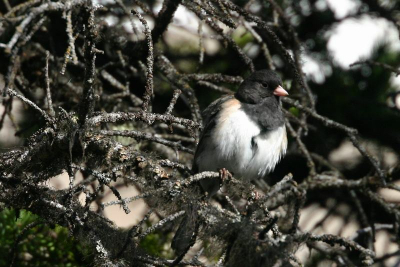 deze junco zagen we toen we bij Moraine Lake tegen de avond aan het wandelen waren.
