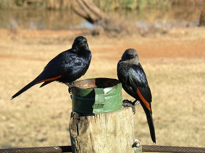 Deze foto is gemaakt na drie uur rijden vanaf Swartruggens Zuid-Afrika om plm 730 uur in de morgen, dus dochter Marianne is vroeg opgestaan voor deze twee vroege vogels