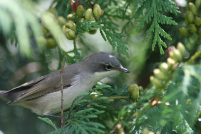 Deze vogel was niet zo bang, waardoor ik hem goed kon fotograferen.