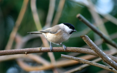 Deze glanskop zat mooi in de tuin en ging op een mooi open takje zitten.