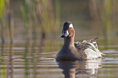 nog eentje uit mijn archief.
Ik was nog maar net in mijn waadpak tussen het riet gaan zitten, toen deze zomertaling niets vermoedend heel dicht bij kwam.