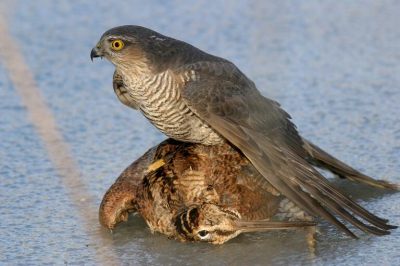 Ik was gisteren getuige van de jacht van een paartje sperwers op een net opgestoten houtsnip die uit de dekking vloog. De sterkste vrouw bedwong de tamelijk grote prooi totdat deze op het ijs de geest gaf.