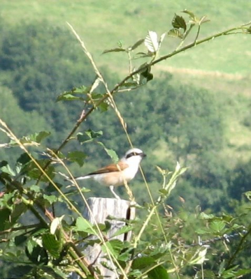 IK KENDE DEZE VOGEL NOG NIET UIT EIGEN WAARNEMING. IK HEB GEEN SPECIALE LENZEN DUS FOTOGRAFEERDE VAN EEN AFSTAND, BANG DAT HIJ WEG ZOU VLIEGEN
