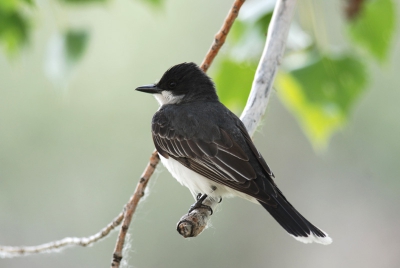 In Canada verschillende keren deze zwart-witte vogel gezien. Hij doet z'n naam wel eer aan want een tiran is het. Iedere vogel die bij hem in de buurt komt wordt aangevallen ongeacht de grootte. Zo heb ik hem een kraai het leven zuur zien maken en een zwaluw die het op een gegeven moment uitpiepte van de pijn vanwege al dat geweld (gelukkig heeft de zwaluw wel kunnen ontkomen).
