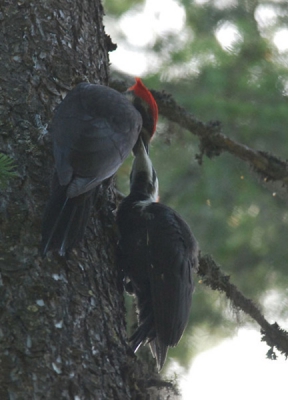 Het is deze spechtensoort die model hebben gestaan voor de tekenfilm figuur Woody Woodpecker. Volgens insiders (de canadazen) laten deze grote spechten zich maar heel weinig zien. Ik vond ik het dan ook bijzonder dat ik er dan ook meteen twee te zien kreeg, een moeder die het jong voert. Het is geen super (scherpe) plaat maar dit vastgelegde moment vond ik toch de moeite van een upload waard.
