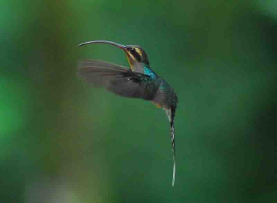 een der grotere colibri's in Costa Rica. Vrouwelijk exemplaar. foto genomen in de buurt van feeders, alwaar nog een 8 tal andere soortren te zien waren