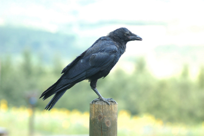 Op zoek naar roofvogels tref ik vaak kraaien aan. Deze raaf zat tussen de kraaien bij een weiland. 
Ton