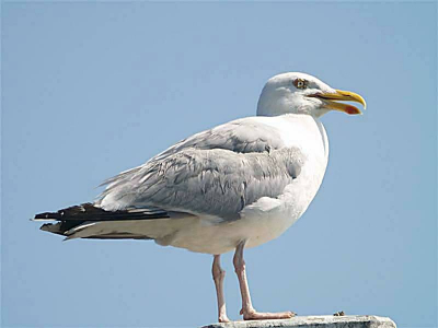 De vogel had het duidelijk warm gezien het geopende snaveltje, Hij was zelfs te lui om op te vliegen