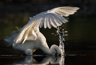 Een vis-opjagende kleine zilverreiger in actie.
Hoop dat hij bij jullie in het smaak valt.