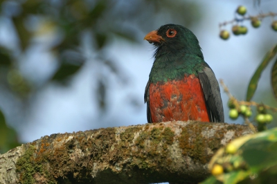 Bij een rondje om de La Baula Lodge in Tortuguero langs de Caribische kust van Costa Rica was ik een Howler Monkey die net een doodgeboren jong had gebaard aan het fotograferen toen ik werd verrast door de kleurrijke verschijning van deze trogon. Deze lifer zat zo dichtbij dat ik een leuke close-up kon maken van de borst en kop. Volgens mij een nieuwe soort op birdpix.