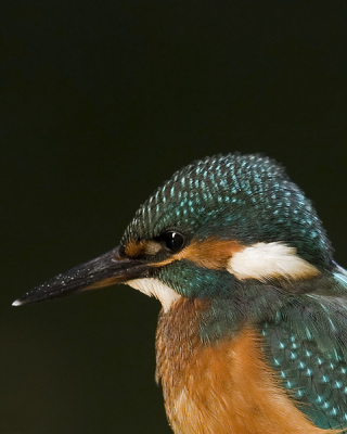 een potretje van m'n favoriete vogel  vanuit de schuilhut
genomen gelukkkig kunnen ze heel stil zitten want er is altijd weinig licht daar