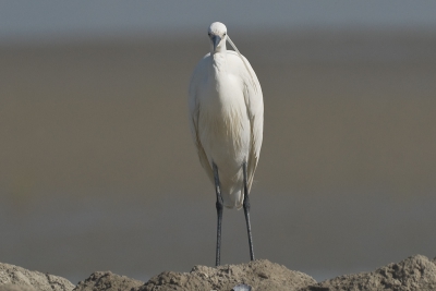 Eindelijk vakantiefoto's uitgezocht waartussen veel zilverreigers. Dit is een curieuze. Vlakbij les Saintes Maries is een favoriete plek, erg geschikt voor vissen maar ook druk, waar zilverreigers gewend zijn te worden bekeken. Of misschien zelfs gevoerd?