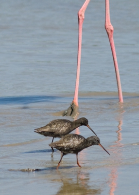 Dit was een poging twee vogelsoorten op 1 foto te krijgen. Dit is het resultaat als een van beide immens groot is, vergeleken. Wat mij altijd intrigeert is hoe sommige soorten elkaar wel lastig vallen of zelfs bestrijden, en andere elkaar niet lijken op te merken. Deze ruiters wandelen hier als tussen hoogspanningsmasten.