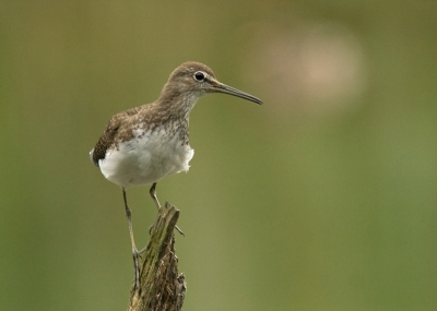 Zit je te wachten op een ijsvogel, krijg je een witgat. Nog wat foto's op www.zeevogel.punt.nl