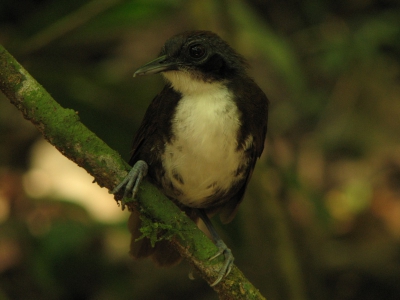 We found an ant swarm along the pipeline road that was acompanied by spotted, bicolored and ocellated antbirds, as well as barred wood creepers, blackheaded ant pitta and a rufousbreasted ground cuckoo.  The spotted and bi-colored antbirds are not at all shy, approaching us to within two meters. So we could get a framefilling picture without using to much zoom. Just as well, because light is very scarce, we needed f2.8, 400 ASA and 1/60 to get enough light for this picture.