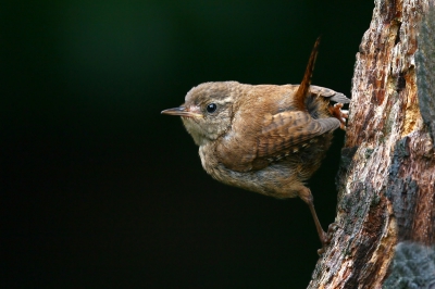Ik heb deze Winterkonig gefotografeerd met een 300mm en een 30d