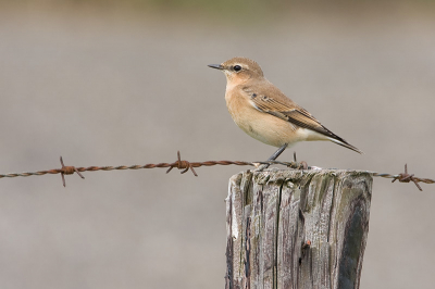 Ik ging voor de steltlopers maar kwam met een tapuit thuis. Dat gaat bij mij vaak zo. De natuur is gelukkig toch nog redelijk onvoorspelbaar. Wachtend bij het wad kwam opeens aan de andere kant van de auto deze tapuit zitten. Ik heb snel de hoogte van m'n camera wat aangepast zodat er een fraaie rustige compositie ontstond van bruine en grijze tinten. Hij gunde me de tijd om een tiental foto's te maken. Waarvoor dank.