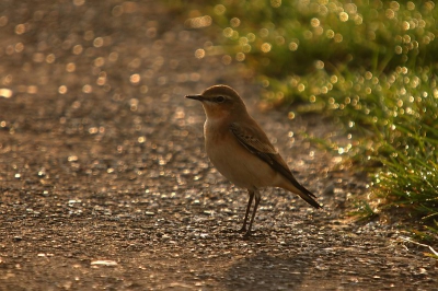 tapuiten vind je ook regelmatig gewoon op de weg...deze stond een aantal meters verderop op de dijk waar ik de zwanen aan het fotograferen was...met tegenlicht ook een leuke foto vind ik