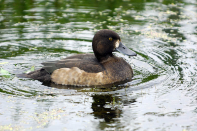 Ik had nogal een discussie met iemand, is dit nu een toppereend of een kuifeend?

nikon D2xs, 70-200mm vr-on  met 1.7x tc iso 200, 1/250s bij f4.8