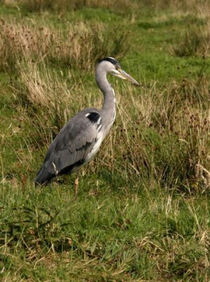 Tijdens mijn bezoek aan de Zaanse Schans zat deze Blauwe Reiger op een paar meter van de weg.