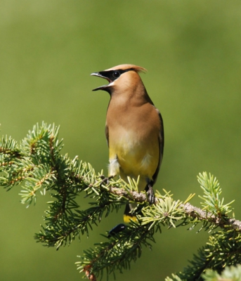 Deze pestvogel vloog de hele tijd kleine rondjes en keerde iedere keer in de dezelfde boom terug. Tijd dus om de schoentjes uit te doen en met alle risico's van dien het water te betreden om deze mooie vogel van iets dichterbij te kunnen platen. Het resultaat mag er zijn al zeg ik het zelf. Hoop dat jullie er net zo over denken.