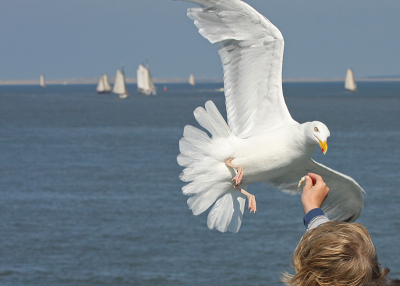 Opname gemaakt van een zilvermeeuw die een broodkorst probeerde te pakken van een jongentje op de veerbood. De meeuw had net niet genoeg lef om de korst te pakken. Jammer genoeg was de vogel iets te groot voor de foto en kwam zijn vleugel er niet in zijn geheel op. Vond het wel een leuke zomerse foto.