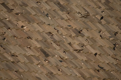 over het huiszwaluwenbestand hoeft men zich hier absoluut geen zorgen te maken...overigens zitten er ook oeverzwaluwen (toch?) tussen dit rijk bedeelde vogeldak