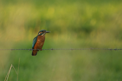 tja...het was vanmorgen een groot vogelfeest om zoveel verschillende soorten tegen te komen, paapjes, tapuiten, goudplevieren, buizerds, zwaluwen het kon allemaal niet op,...net als Jaco in de afgelopen week, ben ik er voor het eerst in geslaagd een ijsvogel te fotograferen...door de rietstengels heen aan deze kant van de sloot...ik weet ut, ik weet ut...geen OVP kwaliteit, maar 't was wel geweldig om ze zo dichtbij te zien (tot nu toe zag ze ik ze hooguit vliegen...grinn)