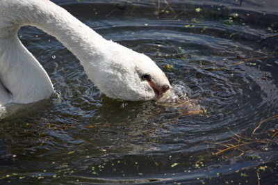 Ik ben net begonnen met hobby'en dus nog heeeel veeel te leren. Opbouwende kritiek is zeer gewenst. Foto is gemaakt in de Oudorper polder, bij Alkmaar. Uit de losse hand geschoten.
