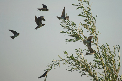 een vervolg op de zwaluwen op het dak...de groep van naar schatting een paar honderd zwaluwen vloog af en toe op om in kleine groepjes boven de boomtoppen te gaan jagen op de daar aanwezige vliegjes...een erg leuk gezicht...hier een impressie daarvan. Ook dit een mengeling, ditmaal niet van de huiszwaluw, maar van de boeren- en oeverzwaluw