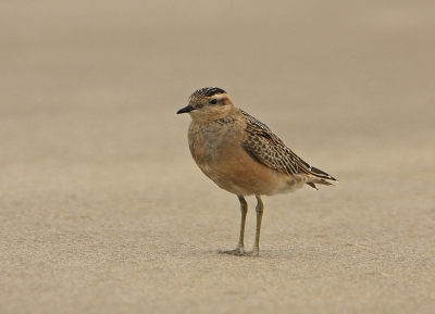 Kanoet op het Noordzeestrand kunnen fotograferen tijdens een harde wind.