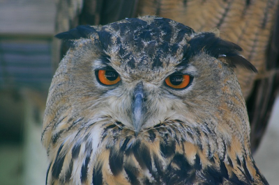 Fantastisch mooie vogels die Oehoe's. In Het Zwin kan je ze goed van dichtbij bekijken.