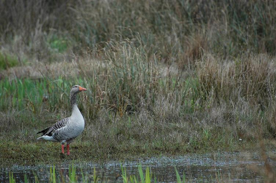 deze foto is gemaakt met een nikon D70s en een 70-300 vr lens. het weer was een beetje grauw