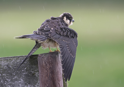 Hierbij nog een plaatje van de jonge boomvalk die het regenbuitje niet kon waarderen.