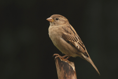 had ik de huismus eigenlijk al ten tonele gevoerd als vaste bezoeker van de tuin?