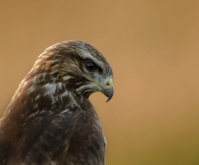 Deze buizerd was vanaf de paaltjes langs een weiland op muizen jacht.
De auto strategisch opgesteld in de hoop dat de buizerd al jagend dichterbij zou komen. Hij kwam te dichtbij Vandaar dit portret met avondzon van schuin achter.