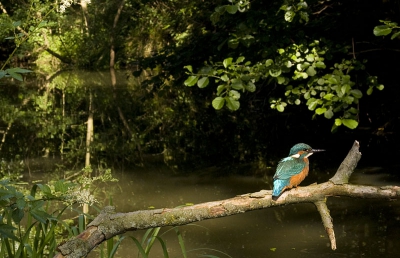 wil verder gaan proberen om de ijsvogel met m'n landschapslens te fotograferen. Is eens wat anders maar wel erg moeilijk ben ik achter dit is er nog eentje van even geleden