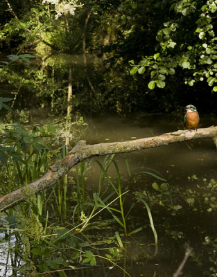 wil verder gaan proberen om de ijsvogel met m'n landschapslens te fotograferen. Is eens wat anders maar wel erg moeilijk ben ik achter dit is er nog eentje van even geleden