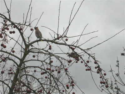 2 vogels waren in de schooltuin van het AOC aan het foerageren op sierappel