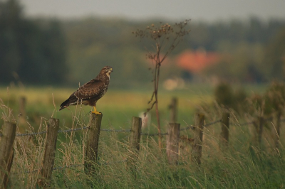 een buizerd in het landschap plaatje...dat ziet er wel aardig landelijk uit, zo op een foto, maar de snelweg ligt hier op slechts een paar meter verwijderd