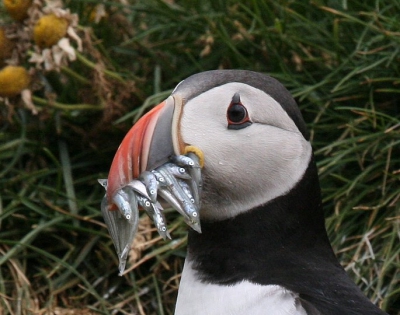 Bijna onvoorstelbaar hoeveel visjes ze in de bek kunnen houden. We hebben geweldig genoten van deze dieren en het was moeilijk deze mooie plek te verlaten.