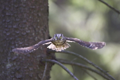 I am quiet often out on the field to study Tengmalm's Owl.  It has given me opportunities to take pictures of this species.  Last sping, I tried to take pictures of the bird flying during the day...