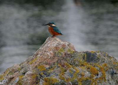 Dit is mijn eerste introductiefoto op BP. Hoop nog het e.e.a. op te steken hier. Deze Ijsvogel had ik al enkele dagen in de smiezen in mijn woonplaats. Verrassend genoeg, gaat het om een broedpar met jong, deze zijn inmiddels uitgevlogen. Opname is vanochtend vroeg gemaakt aan de rand van het Veluwemeer. Genomen vanuit de hand met gebruik van een camouflagenet. Deze ijsvogel was duidelijk herkenbaar aan zijn hoge "tie" en waar de tweede volgde, echter ik wilde mezelf zo min mogelijk bloot geven om deze niet te verstoren. Houdt dus in, dit wordt dan tevens mijn volgende uitdaging daar ik beide vogels regelmatig zie, dan wel samen (een paar dus). Ze hebben ook jongen die uitgevlogen zijn, echter is er een dood gevonden door een collega van mij!