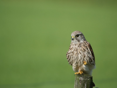 In Doornspijk een weiland gevonden waar twee torenvalken altijd druk aan het jagen zijn. Doordat het land gemaaid is vorig week en geen hek heeft kun je met de auto het weiland in rijden en de torenvalken goed benaderen.