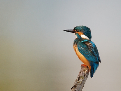 De preciese plaats houd ik uiteraard strikt geheim! Deze foto is speciaal voor Willem, die ons zo aardig wist bezig te houden tijdens het wachten. Het is een standaard portretje geworden, (ik had je een interessantere achtergrond beloofd Wilem) toch weer eens wat anders dan al die visjes-in-snavel. Ik vind hem zelf niet echt slecht, maar 't is natuurlijk de enige ijsvogel niet op Birdpix. Dus ik ben benieuwd wat het publiek er van vindt!