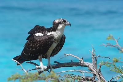 Behalve duiken is er op Bonaire nog meer te beleven. In het natuurpark Washington Slagbaai zat deze visarend die zich liet benaderen tot een meter of 8.